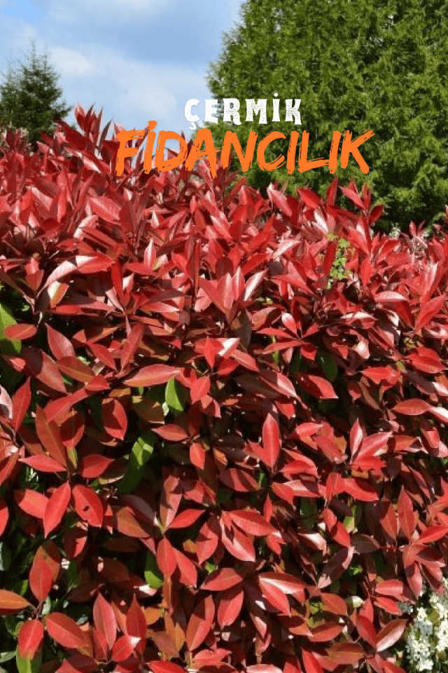Tüplü Alev Çalısı Fidanı Alev Ağacı Çit Bitkisi