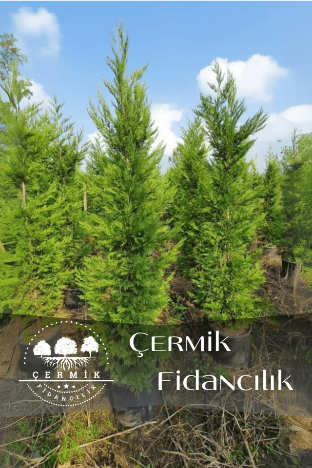 Saksılı Leylandi Çam Fidanı 3 Yaş 1.5 Metre Boy Çit Bitkisi