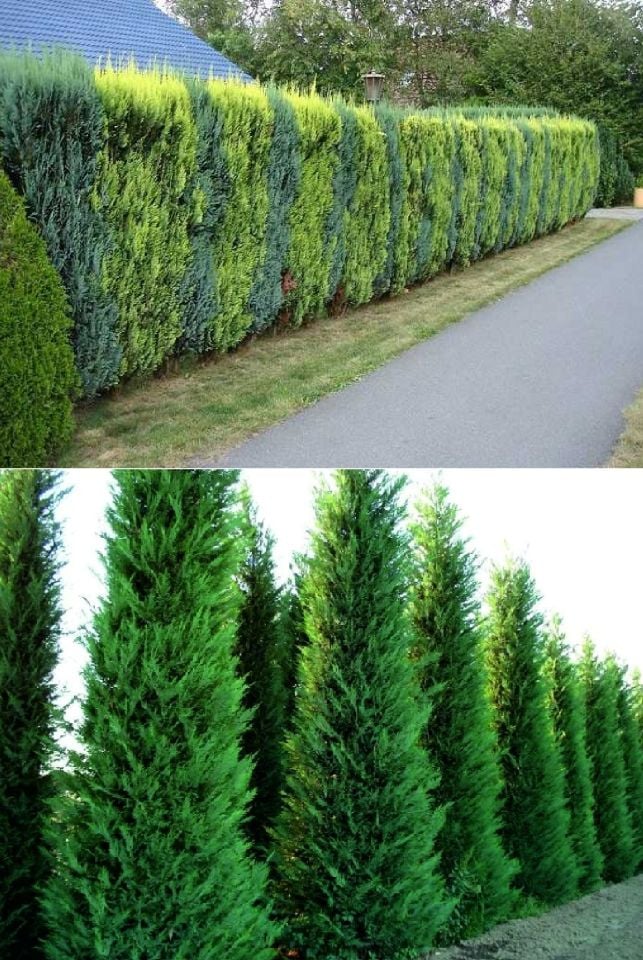 Saksılı Leylandi Çam Fidanı 3 Yaş 1.5 Metre Boy Çit Bitkisi