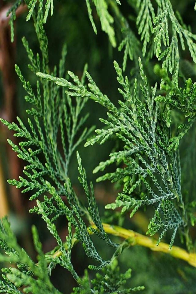 Saksılı Leylandi Çam Fidanı 3 Yaş 1.5 Metre Boy Çit Bitkisi