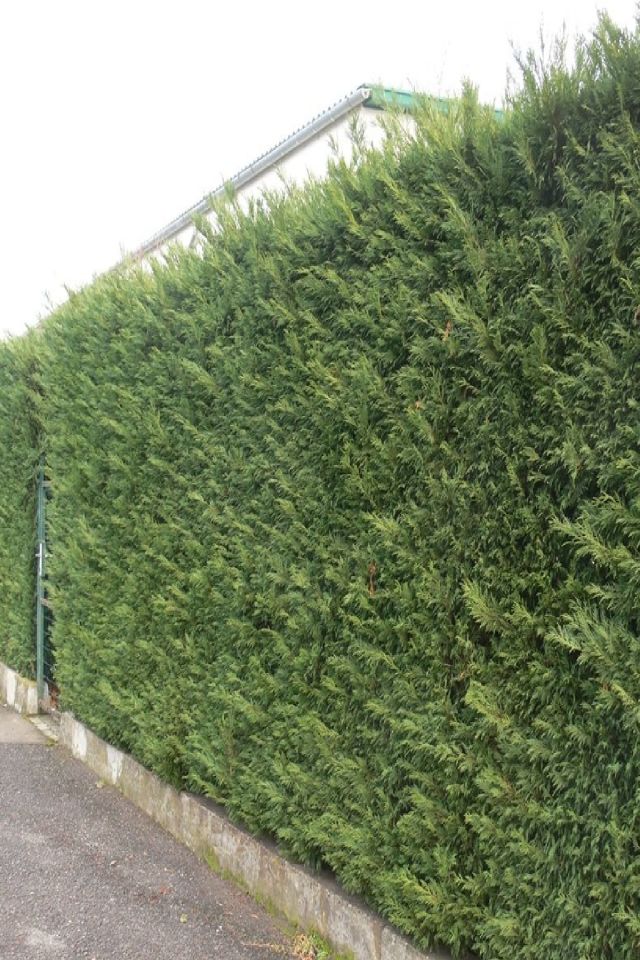 Saksılı Leylandi Çam Fidanı 3 Yaş 1.5 Metre Boy Çit Bitkisi