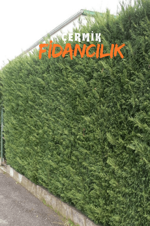 Saksılı Leylandi Çam Fidanı 3 Yaş 1.5 Metre Boy Çit Bitkisi