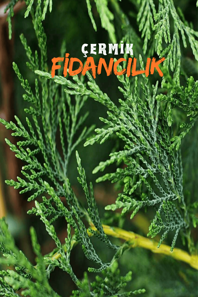 Saksılı Leylandi Çam Fidanı 3 Yaş 1.5 Metre Boy Çit Bitkisi