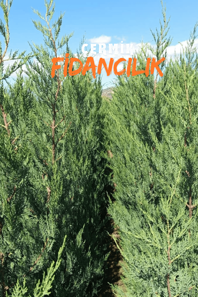 Çit Bitkisi Tüplü Leylandi Çam Fidanı 1 Metre Boy