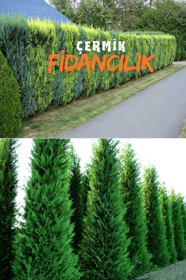 Çit Bitkisi Tüplü Leylandi Çam Fidanı 1 Metre Boy