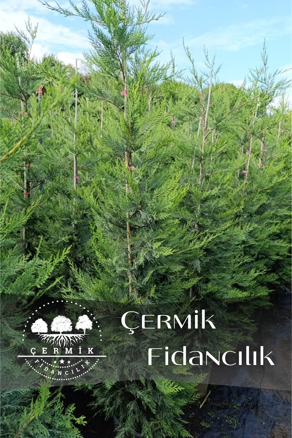 Çit Bitkisi Tüplü Leylandi Çam Fidanı 1 Metre Boy