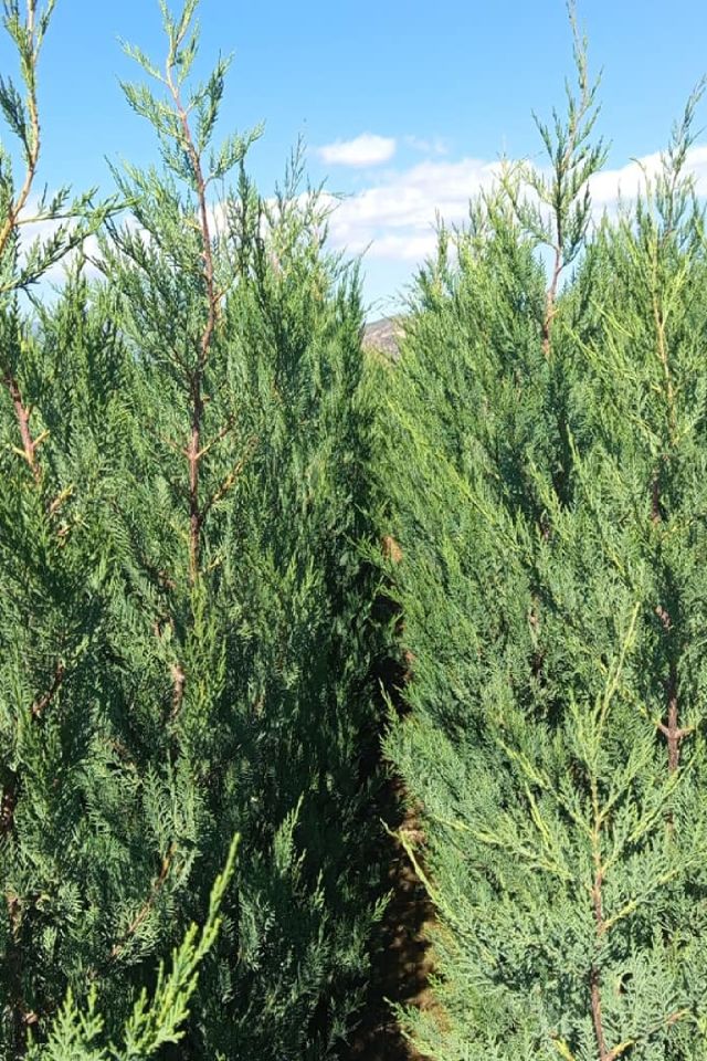 Çit Bitkisi Tüplü Leylandi Çam Fidanı 1 Metre Boy