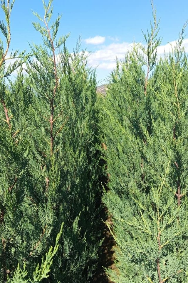 Çit Bitkisi Tüplü Leylandi Çam Fidanı 1 Metre Boy