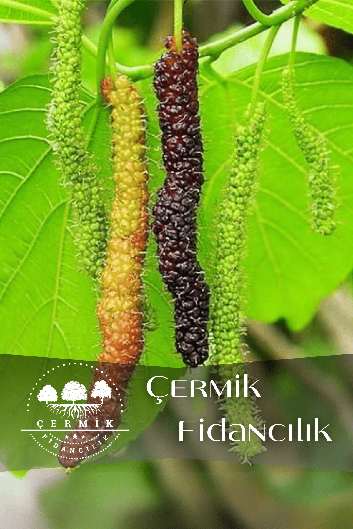 Pakistan Şah Dut Fidanı 3 Yaş