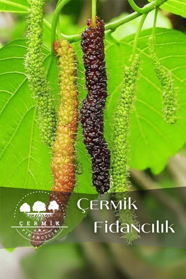 Pakistan Şah Dut Fidanı 3 Yaş