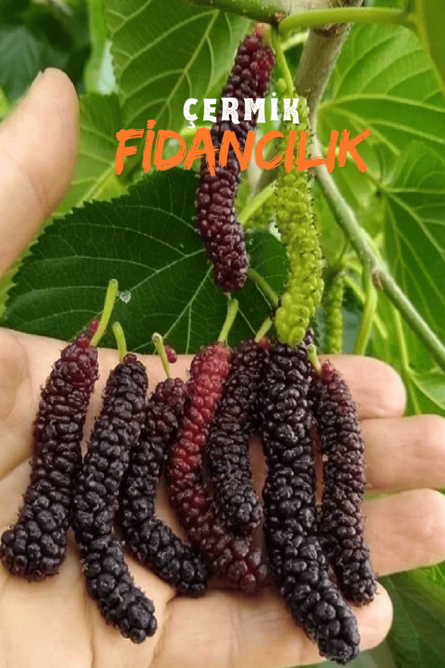 Pakistan Şah Dut Fidanı 3 Yaş