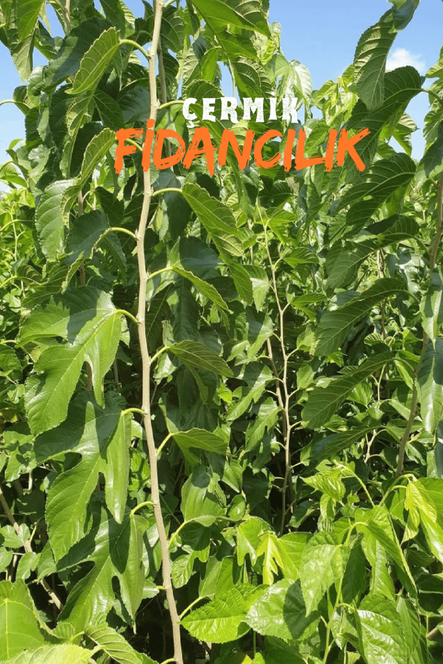 Pakistan Şah Dut Fidanı 3 Yaş