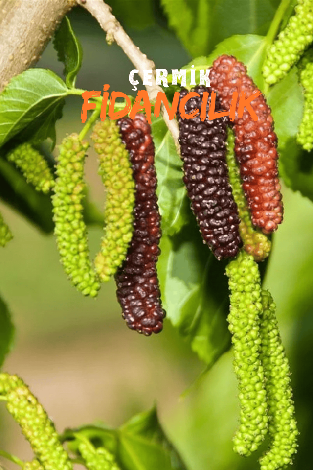 Pakistan Şah Dut Fidanı 3 Yaş