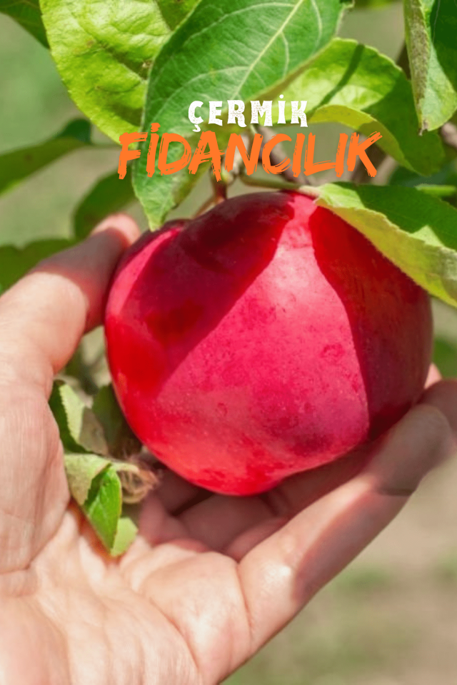 Aşılı Vahapbey Kırmızı Ayva Fidanı 3 Yaş
