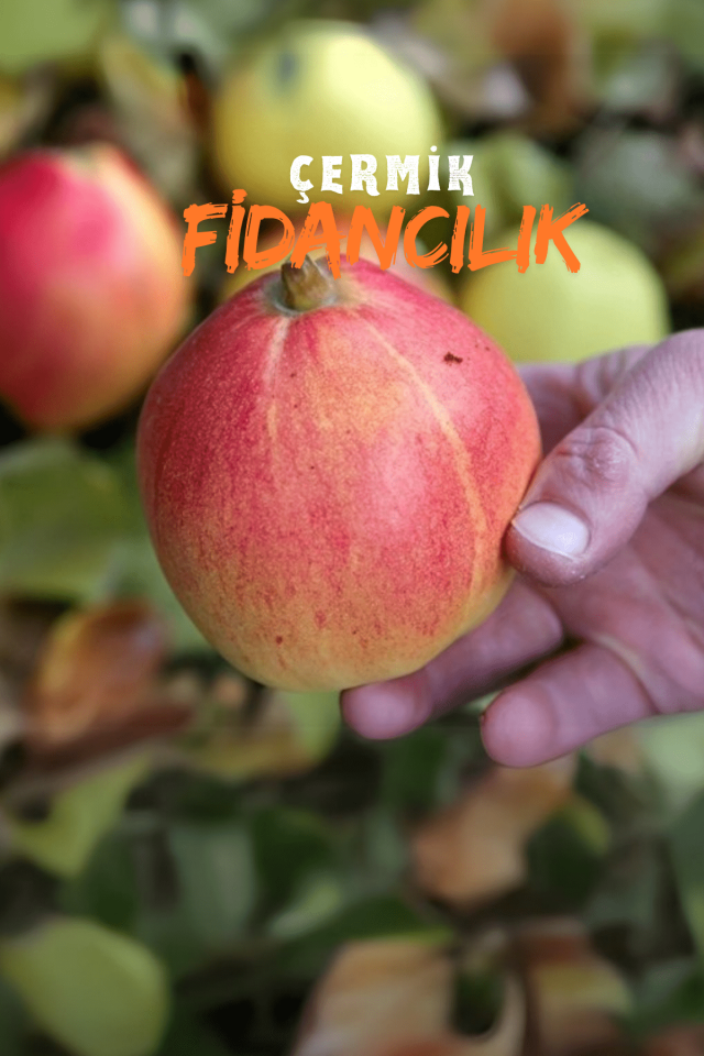 Aşılı Vahapbey Kırmızı Ayva Fidanı 3 Yaş