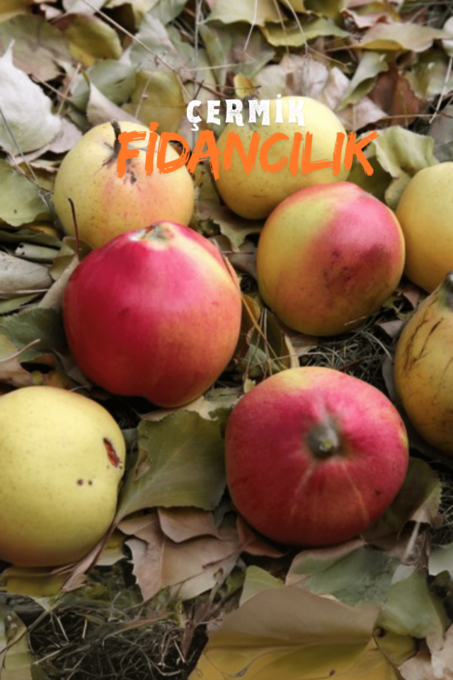 Aşılı Vahapbey Kırmızı Ayva Fidanı 3 Yaş
