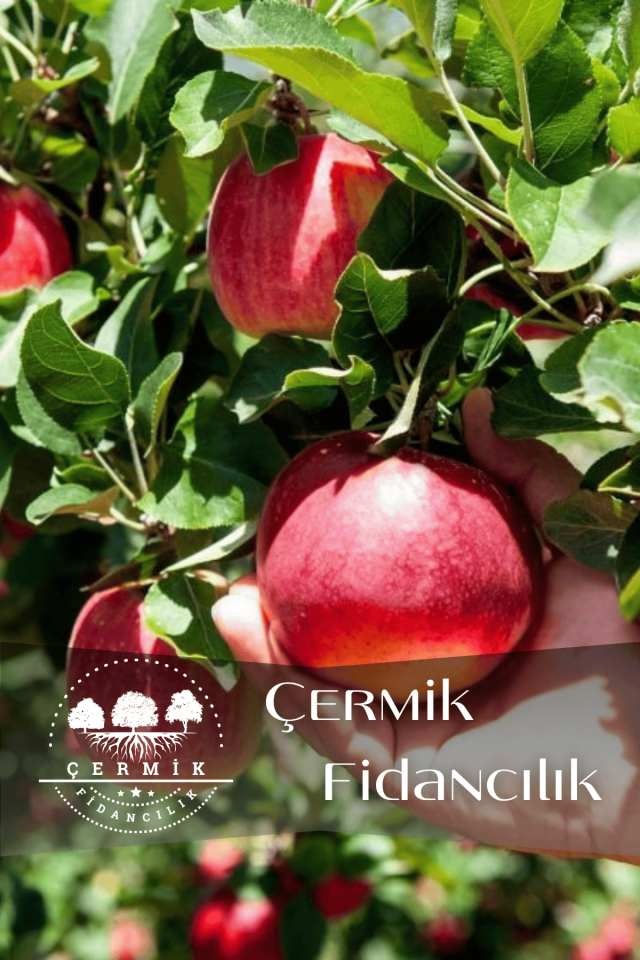 Aşılı Vahapbey Kırmızı Ayva Fidanı 3 Yaş