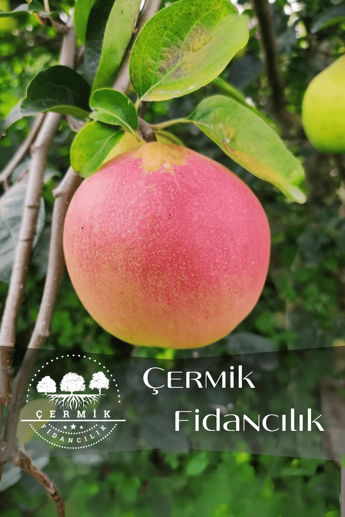 Aşılı Vahapbey Kırmızı Ayva Fidanı 3 Yaş