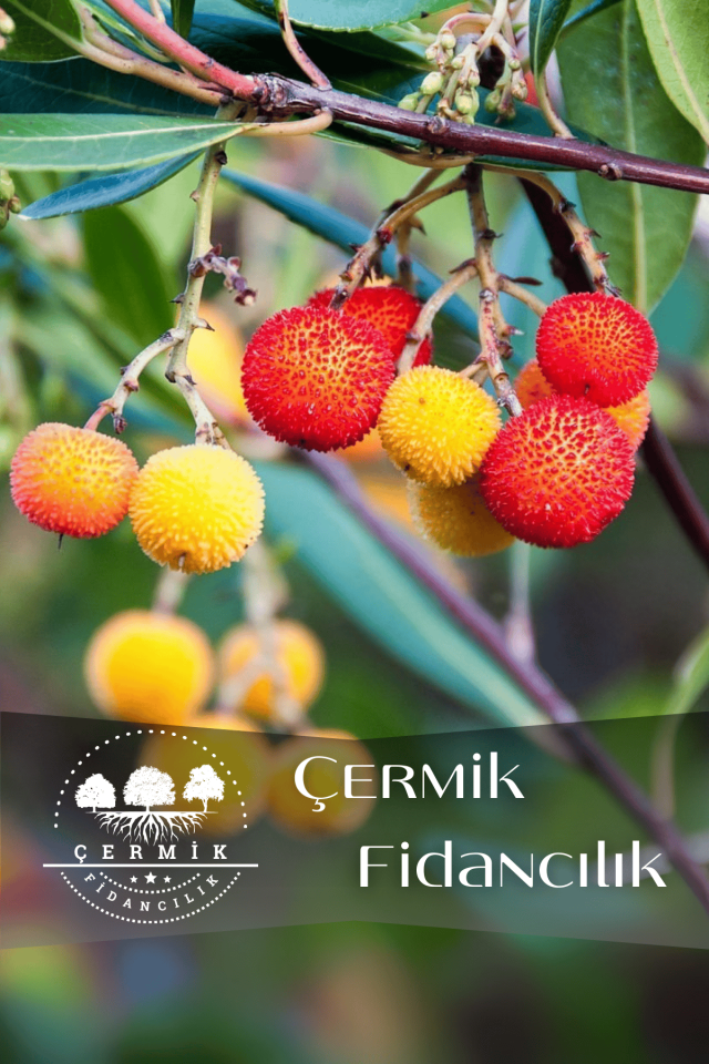 Kocayemiş Dağ Çileği Fidanı 3 Yaş