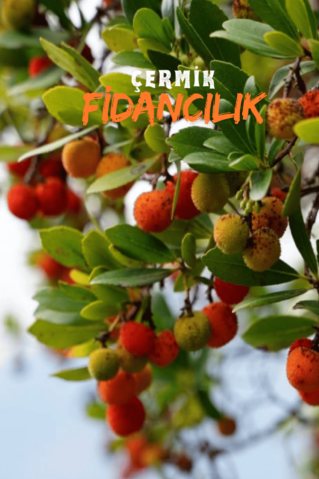 Kocayemiş Dağ Çileği Fidanı 3 Yaş