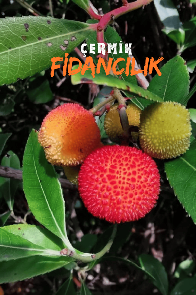 Kocayemiş Dağ Çileği Fidanı 3 Yaş