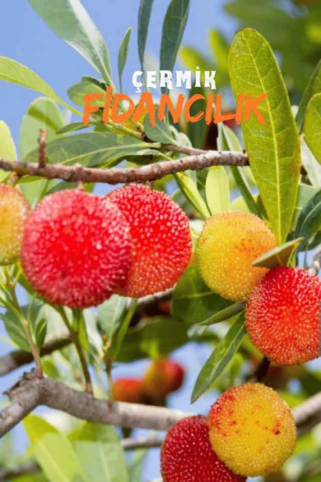 Kocayemiş Dağ Çileği Fidanı 3 Yaş