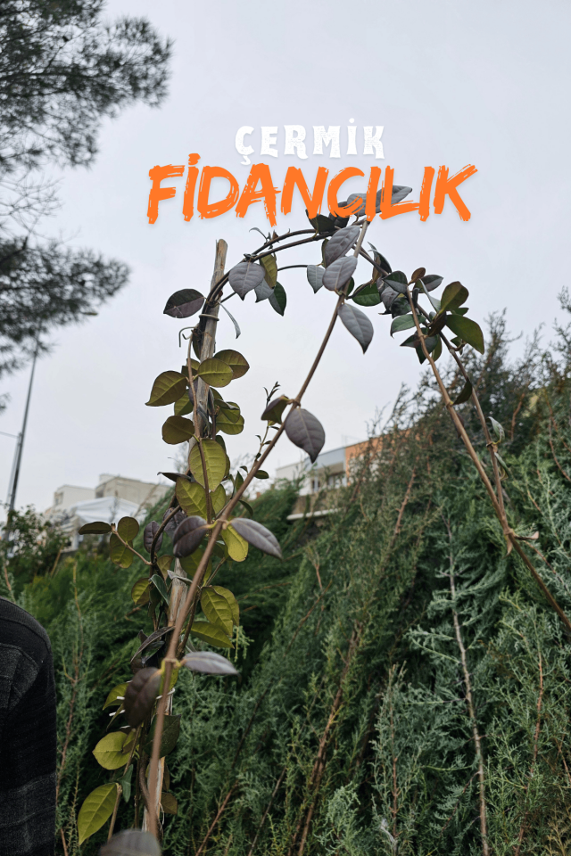 Tüplü Arap Yasemini Kokulu Sarmaşık Yasemin Fidanı 3 Yaş