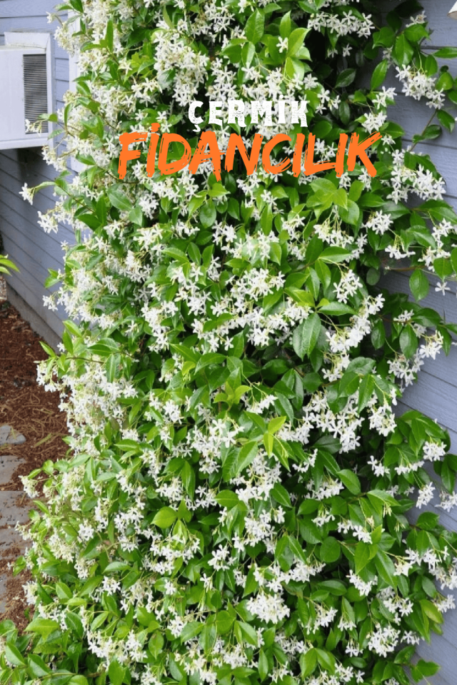 Tüplü Arap Yasemini Kokulu Sarmaşık Yasemin Fidanı 3 Yaş