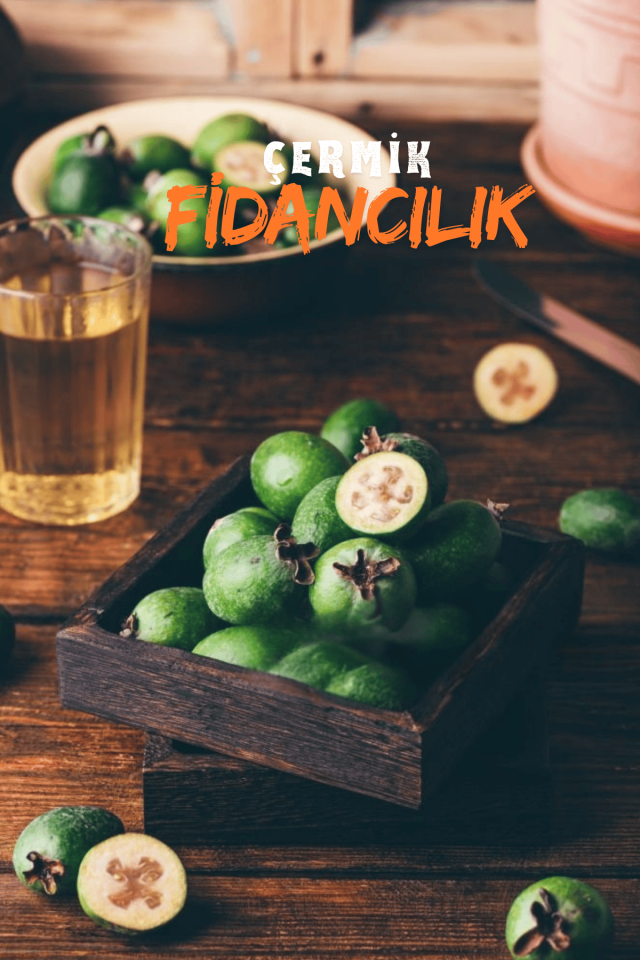 Tüplü Kaymak Ağacı Fidanı ( Feijoa ) 3 Yaş
