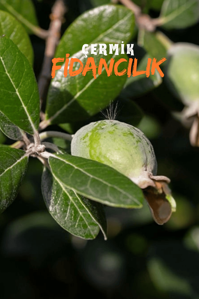 Tüplü Kaymak Ağacı Fidanı ( Feijoa ) 3 Yaş