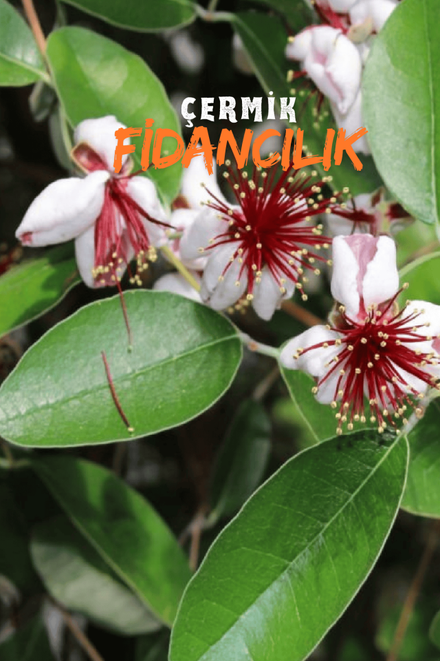 Tüplü Kaymak Ağacı Fidanı ( Feijoa ) 3 Yaş