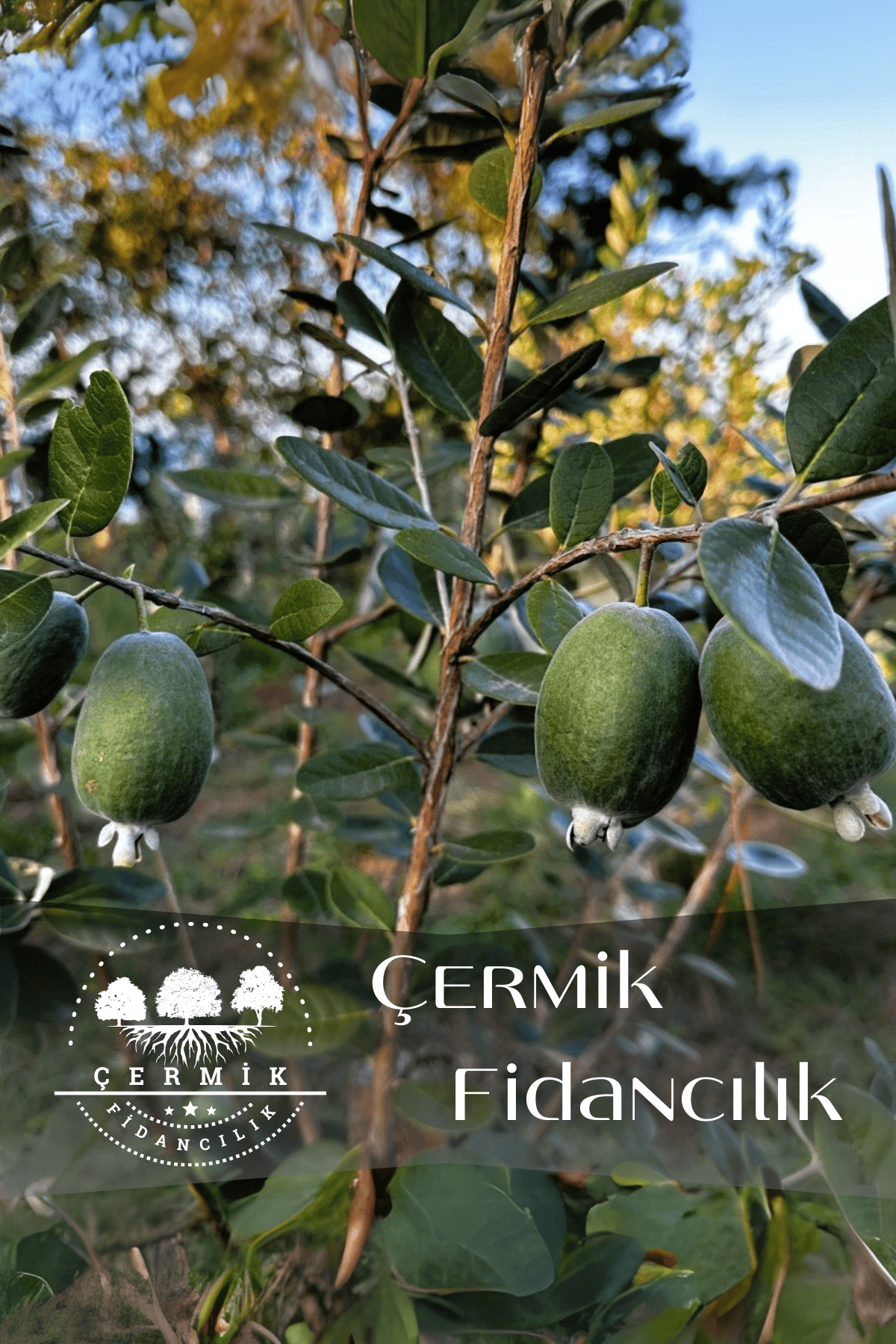 Tüplü Kaymak Ağacı Fidanı ( Feijoa ) 3 Yaş