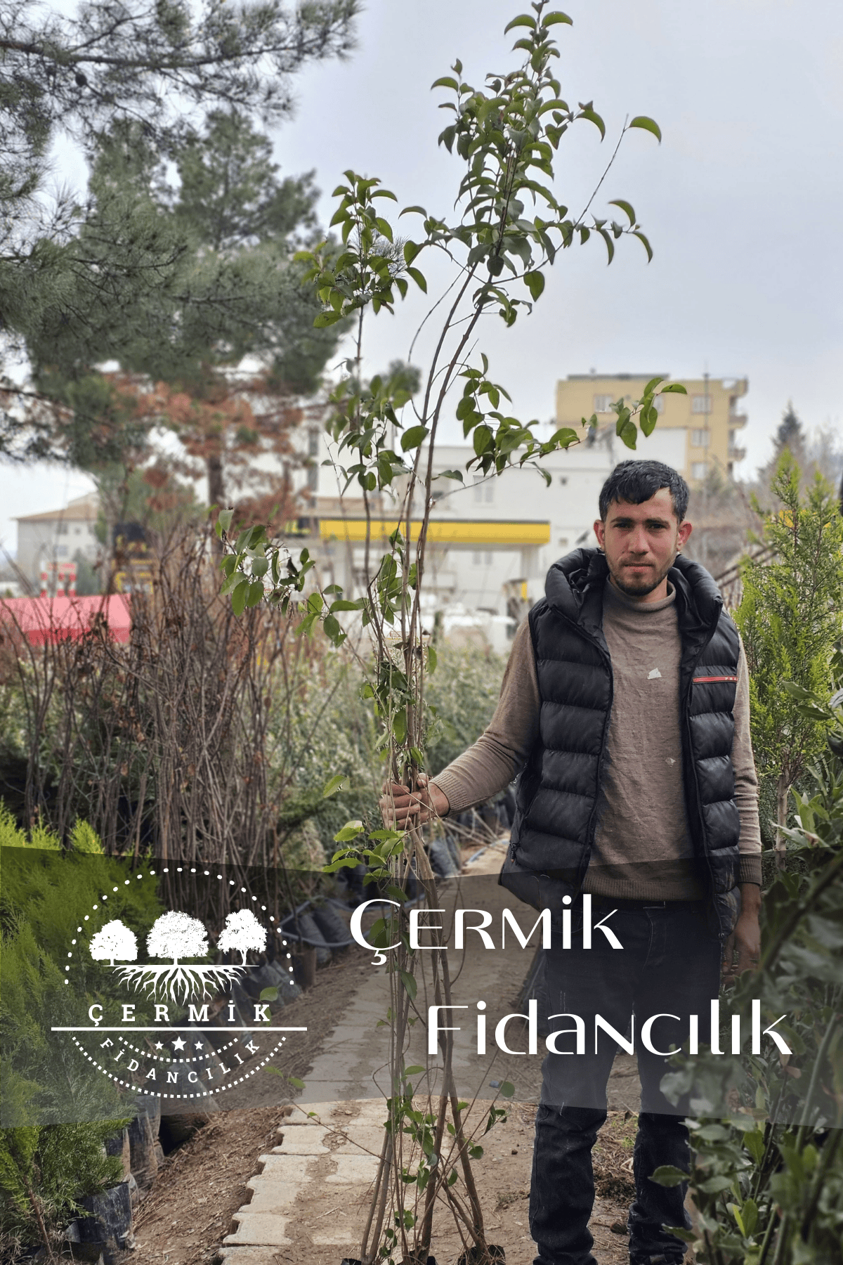 Alaca Yapraklı Japon Kurtbağrı Ligustrum