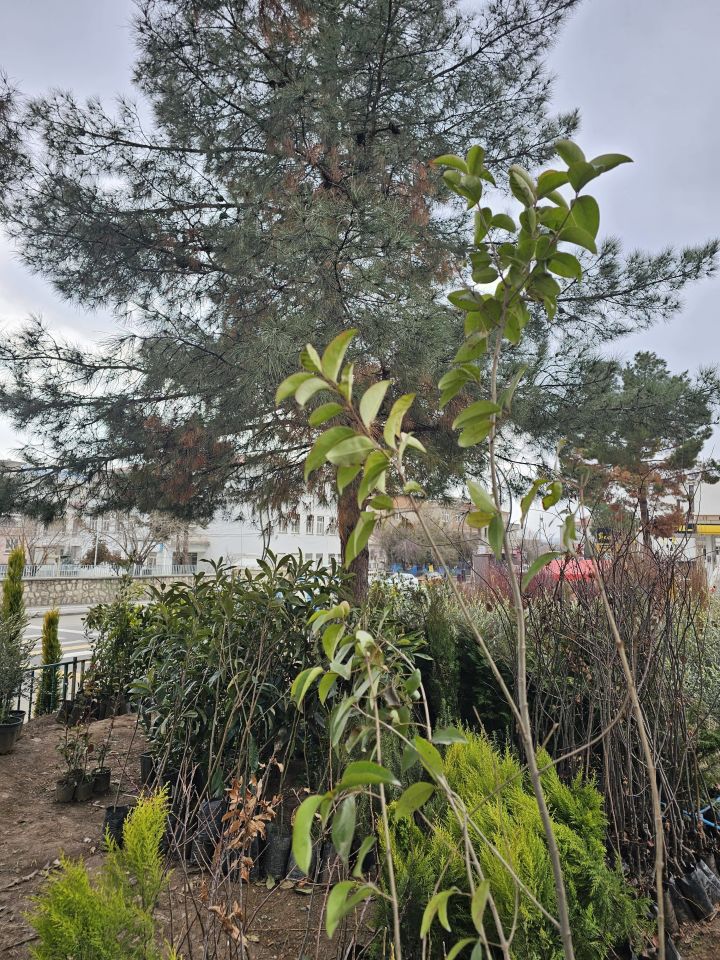 Alaca Yapraklı Japon Kurtbağrı Ligustrum