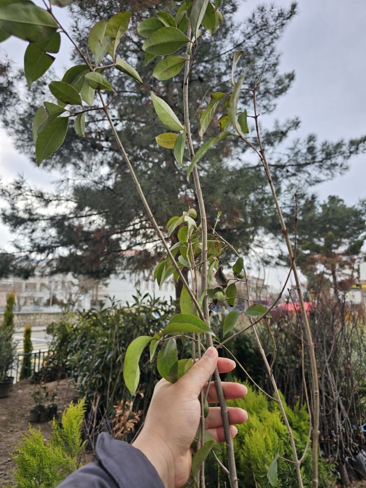 Alaca Yapraklı Japon Kurtbağrı Ligustrum
