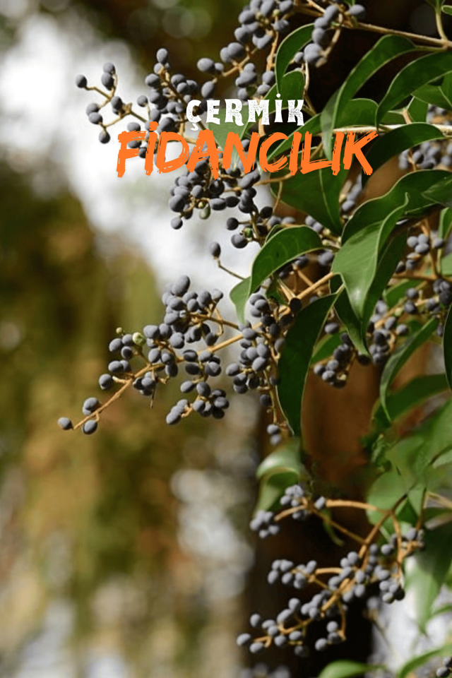 Alaca Yapraklı Japon Kurtbağrı Ligustrum