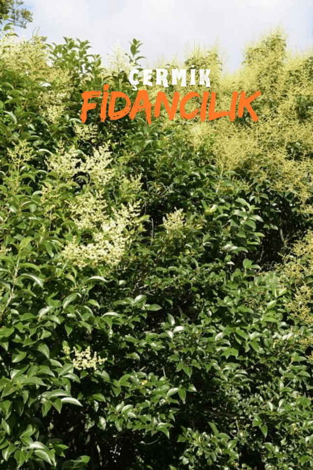 Alaca Yapraklı Japon Kurtbağrı Ligustrum