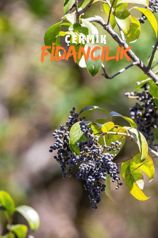 Alaca Yapraklı Japon Kurtbağrı Ligustrum