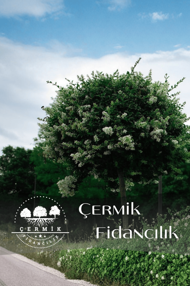Alaca Yapraklı Japon Kurtbağrı Ligustrum
