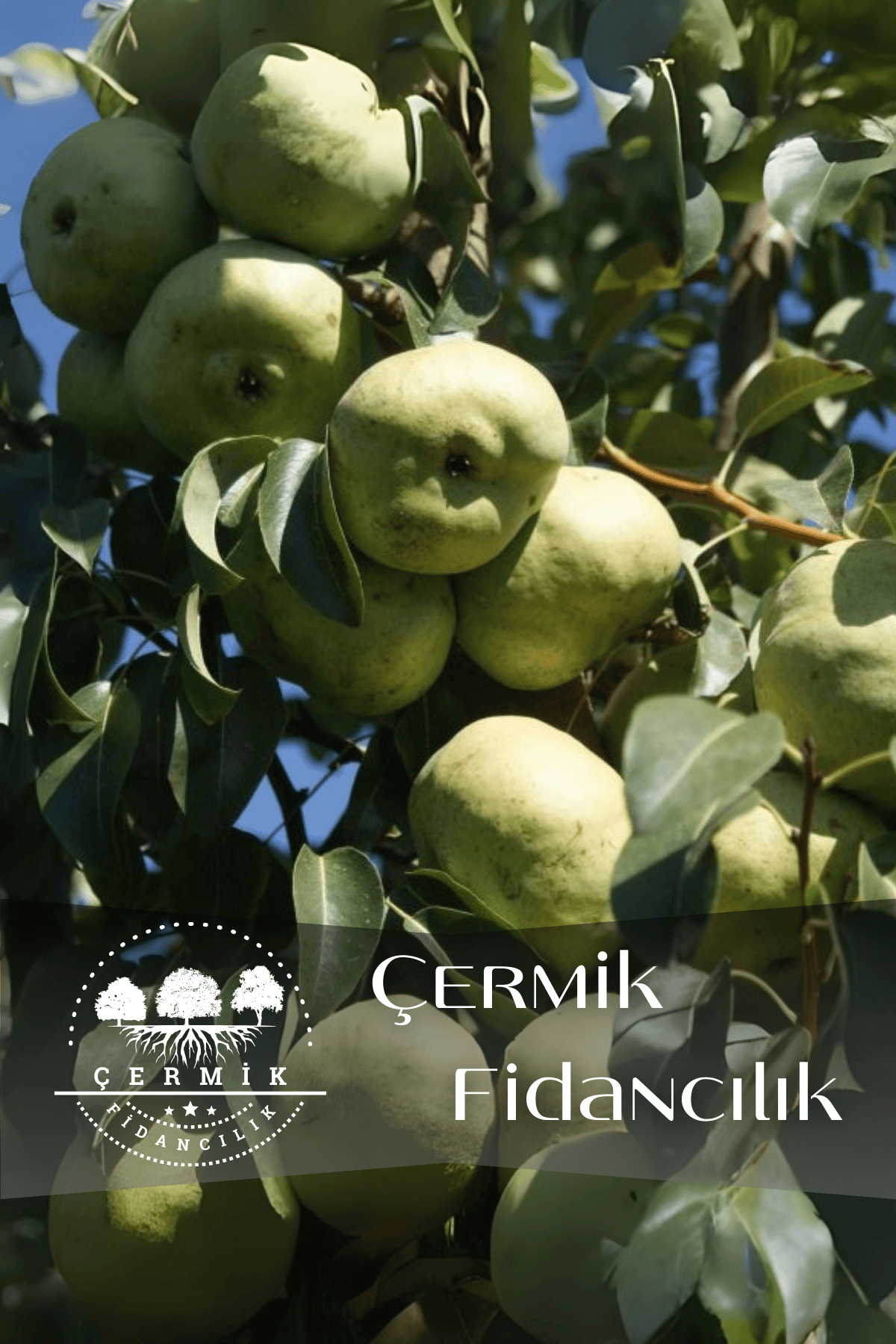 TÜPLÜ Yöresel Ankara Armut Fidanı