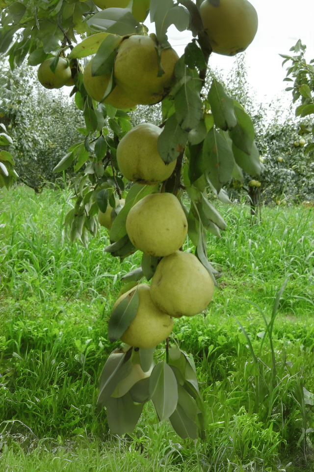 TÜPLÜ Yöresel Ankara Armut Fidanı
