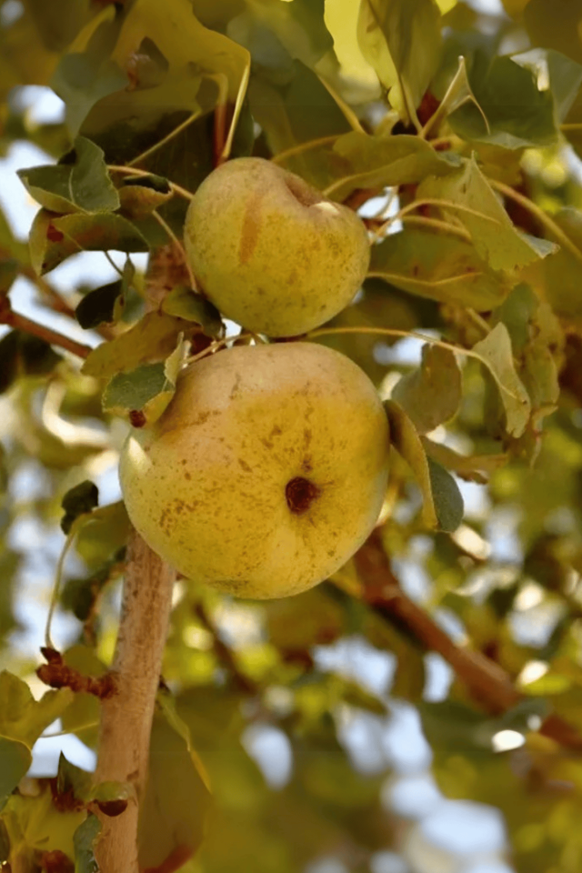 TÜPLÜ Yöresel Ankara Armut Fidanı