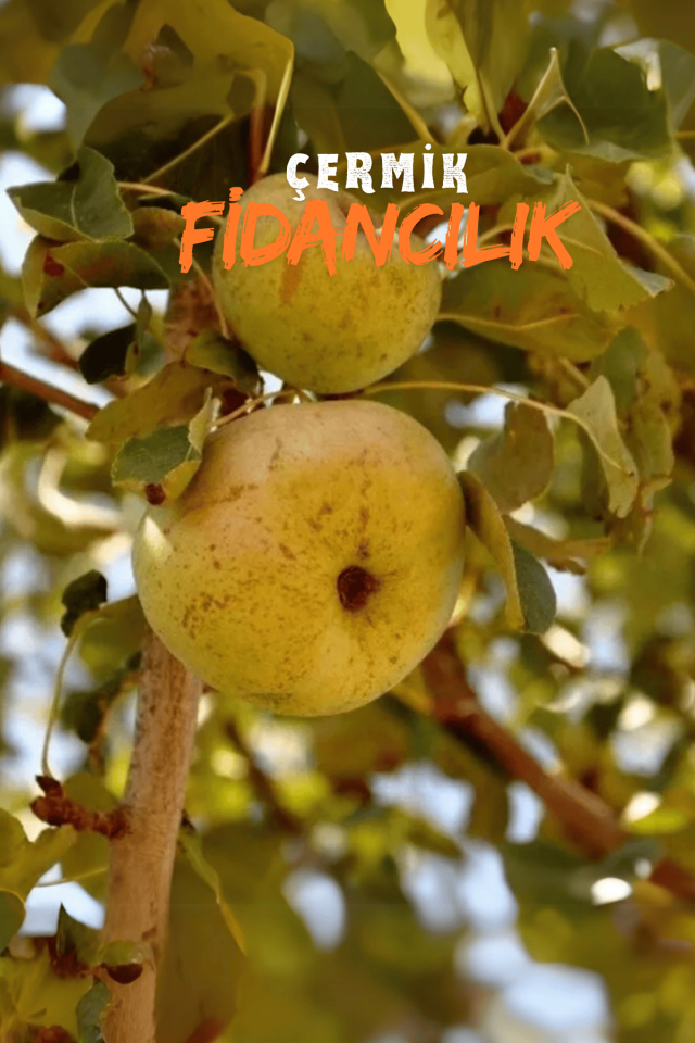 TÜPLÜ Yöresel Ankara Armut Fidanı
