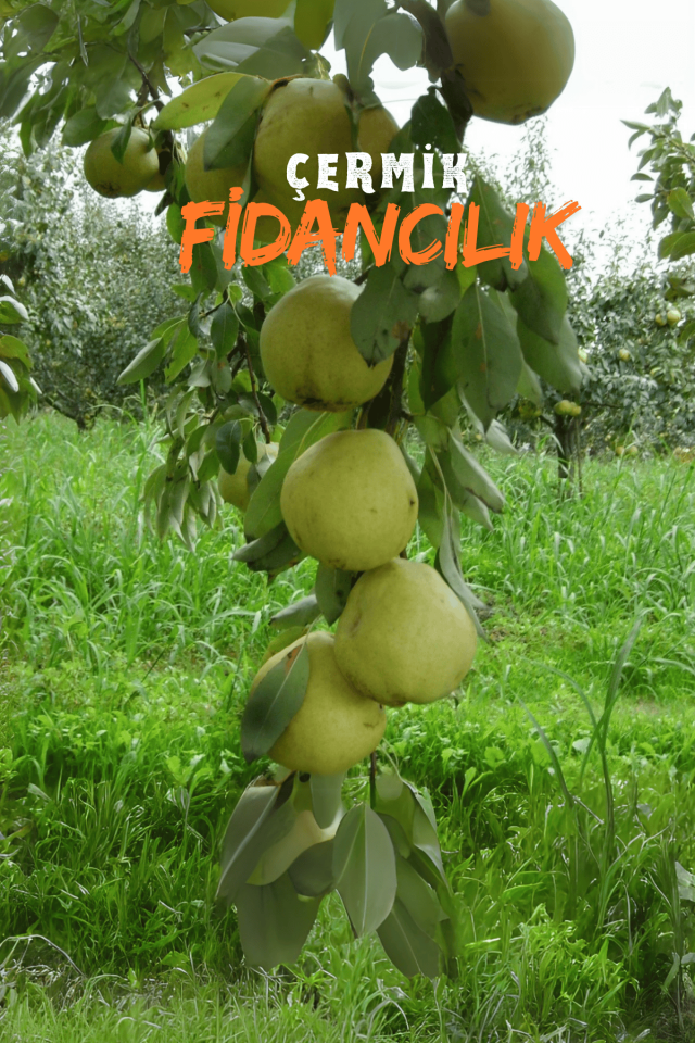 TÜPLÜ Yöresel Ankara Armut Fidanı