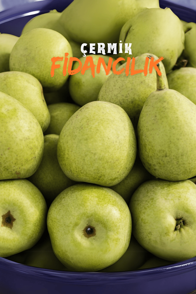 TÜPLÜ Yöresel Ankara Armut Fidanı