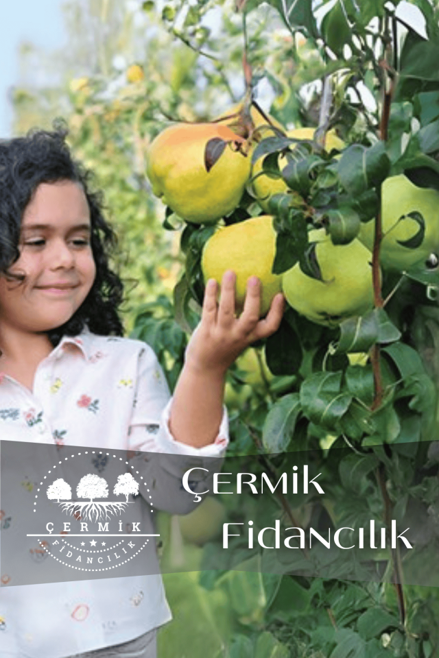 TÜPLÜ Büyük Deveci Armut Fidanı