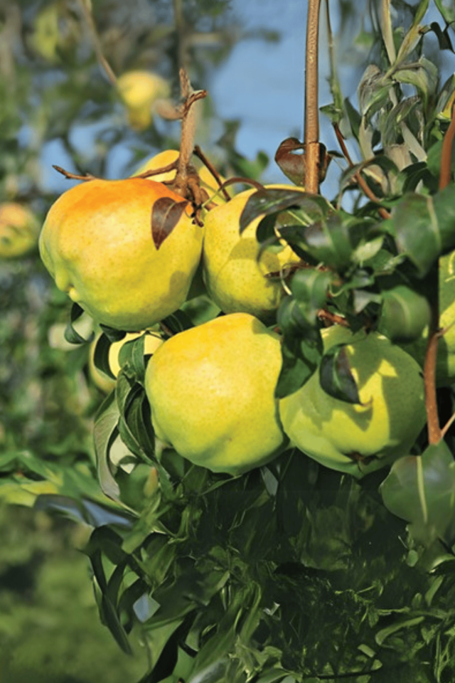 TÜPLÜ Büyük Deveci Armut Fidanı