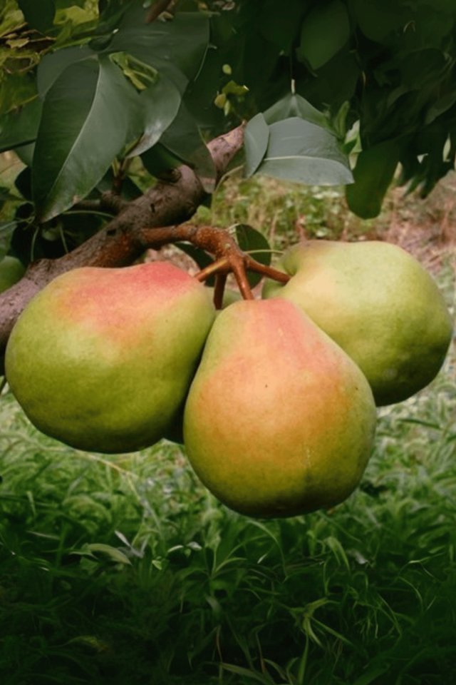 TÜPLÜ Büyük Deveci Armut Fidanı