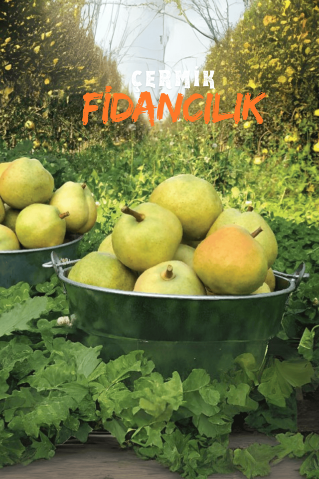 TÜPLÜ Büyük Deveci Armut Fidanı