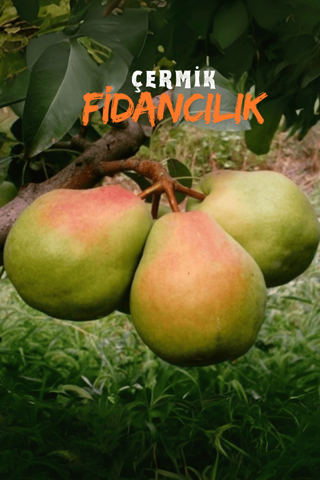 TÜPLÜ Büyük Deveci Armut Fidanı